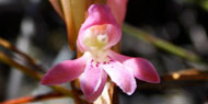 flower1