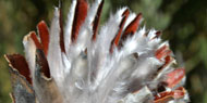 flower2