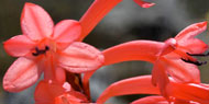 flower3