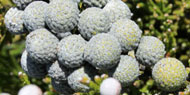 flower4