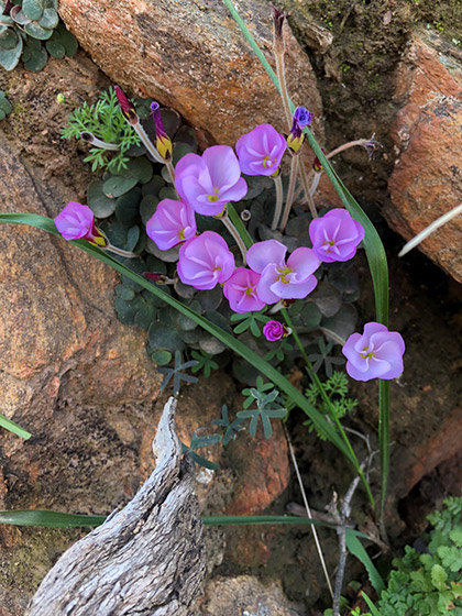 flower 9