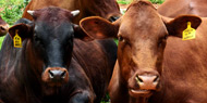 Cows